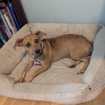 Barb -  Feist and Mixed Breed Dog for Adoption in Wake Forest, North Carolina - Barb | PetCurious
