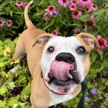 Lilly -  Mixed Breed Dog for Adoption in Fairport, New York - Lilly | PetCurious