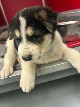 A255355 -  Border Collie and Mixed Breed Dog for Adoption in Visalia, California - A255355 | PetCurious