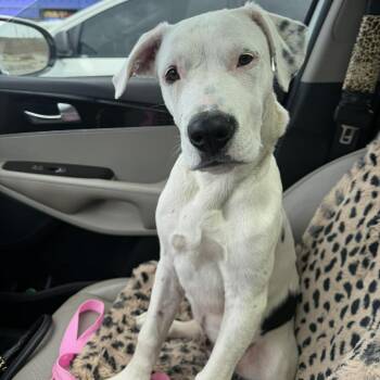 American Bulldog and Mixed Breed Dogs Available for Adoption in Overland Park, Kansas - Jojo | PetCurious