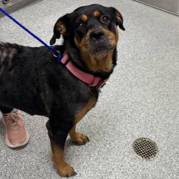 Nova -  Rottweiler Dog for Adoption in Grand Rapids, Michigan - Nova | PetCurious