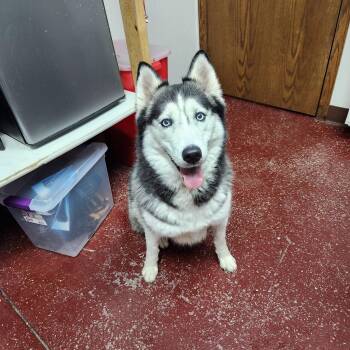 Husky Dogs Available for Adoption in Fargo, North Dakota - Amy Lee | PetCurious