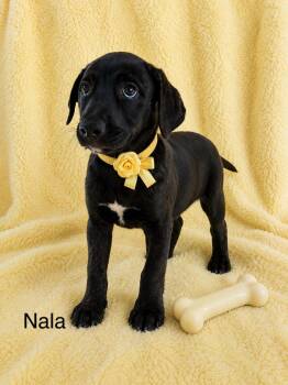 Nala -  Australian Shepherd Dog Available for Adoption in Poway, California - Nala | PetCurious