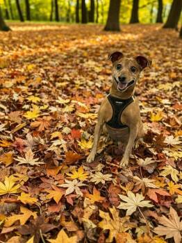 Rescue Mixed Breed Dogs for Adoption in Battle Ground, Washington - Freddy | PetCurious
