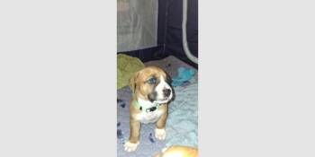 Boxer Dogs Available for Adoption in Hewitt, Texas - Penleigh Puppy - Luke III | PetCurious