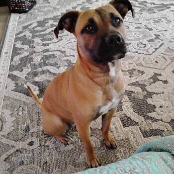 Boxer and Shepherd Dogs Available for Adoption in Spokane, Washington - Abby | PetCurious