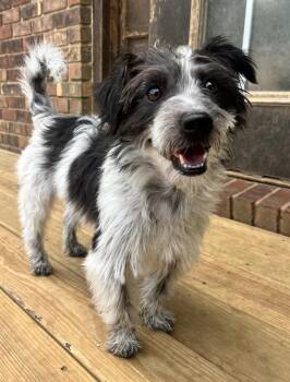 Sam -  Terrier Dog for Adoption in Acworth, Georgia - Sam | PetCurious