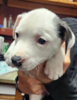 American Bulldog and Husky Dogs Available for Adoption - Lizzie | PetCurious