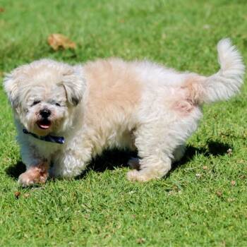 Rescue Shih Tzu Dogs for Adoption in Westminster, California - Jerry | PetCurious