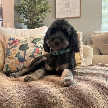 Nova -  Poodle and Bernese Mountain Dog Dog for Adoption in Cedar Park, Texas - Nova | PetCurious
