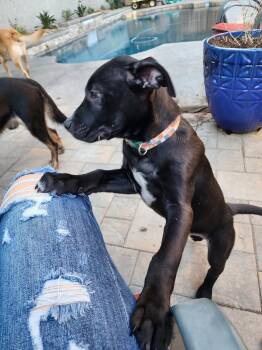 Rescue Shepherd and Pit Bull Terrier Dogs for Adoption in Roseville, California - Gemini | PetCurious