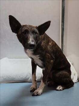 Rescue German Shepherd Dog and Mixed Breed Dogs for Adoption in Houston, Texas - NANI | PetCurious