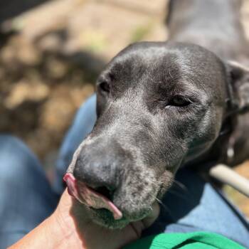 Rescue American Staffordshire Terrier and Pit Bull Terrier Dogs for Adoption in Corsicana, Texas - Sara | PetCurious