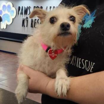 Terrier Dogs Available for Adoption in Los Angeles, California - Dee A2269722 | PetCurious