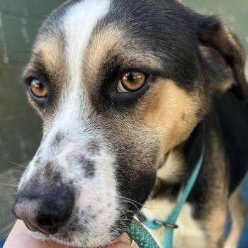 German Pinscher and Appenzell Mountain Dog Dogs Available for Adoption in Calverton, New York - Dallas | PetCurious