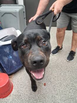 Rock & Roll -  Rottweiler Dog for Adoption in Van Wert, Ohio - Rock & Roll | PetCurious