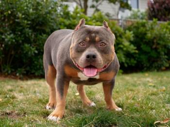 Bruce -  Pit Bull Terrier Dog Available for Adoption in Sebastian, Florida - Bruce | PetCurious