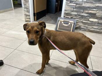 Boxer and Mixed Breed Dogs Available for Adoption in Rowlett, Texas - BIRDY | PetCurious