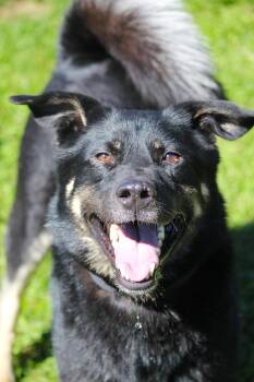 Baxter -  Shepherd and Husky Dog for Adoption in Hayward, Wisconsin - Baxter | PetCurious