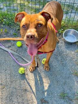 Rescue American Staffordshire Terrier Dogs for Adoption in Farmingdale, New Jersey - Wilbur | PetCurious