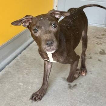 PB&J -  Mixed Breed Dog for Adoption in Fernandina Beach, Florida - PB&J | PetCurious