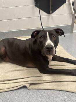 BRUNO -  Pit Bull Terrier and Mixed Breed Dog Available for Adoption in Indianapolis, Indiana - BRUNO | PetCurious