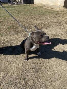 Fox Terrier and Mixed Breed Dogs Available for Adoption - Cheddar | PetCurious