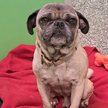 Rescue Pug Dogs for Adoption in Calverton, New York - Prestley | PetCurious