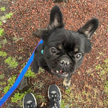 French Bulldog Dogs Available for Adoption - Franklin | PetCurious