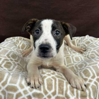 Rescue Hound Dogs for Adoption in Patchogue, New York - Jamie | PetCurious
