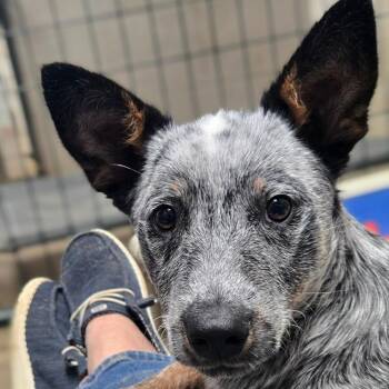 Australian Cattle Dog Blue Heeler Dogs Available for Adoption in Mounds, Oklahoma - Pal | PetCurious