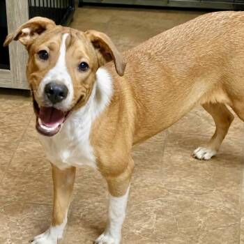 Dallas -  Labrador Retriever and Cattle Dog Dog for Adoption in Austin, Texas - Dallas | PetCurious