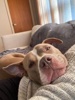 Pit Bull Terrier Dogs Available for Adoption - Cleo | PetCurious