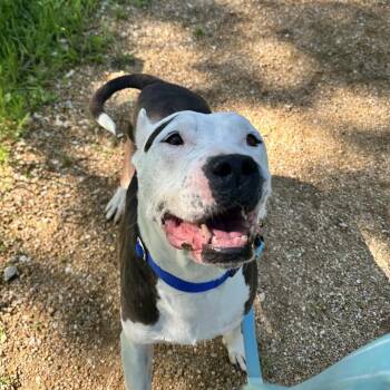 Mixed Breed Dogs Available for Adoption in Bentonville, Arkansas - Isabella | PetCurious