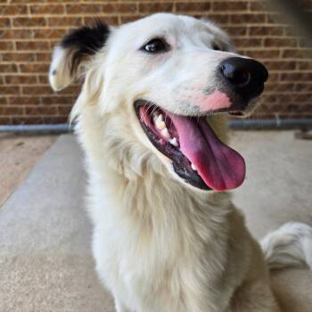 Feather -  Border Collie Dog for Adoption in Birmingham, Alabama - Feather | PetCurious