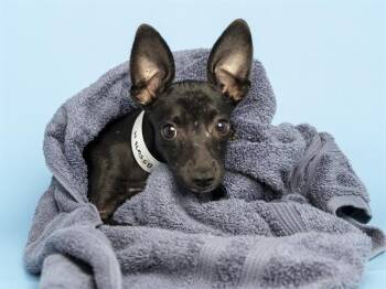 SAMMY -  Chihuahua and Mixed Breed Dog for Adoption in Phoenix, Arizona - SAMMY | PetCurious