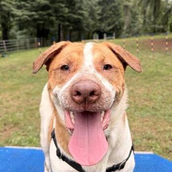 Benji -  Great Pyrenees and Boxer Dog for Adoption in Woodinville, Washington - Benji | PetCurious