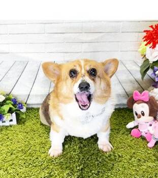 Corgi Dogs Available for Adoption in Castro Valley, California - CORI | PetCurious