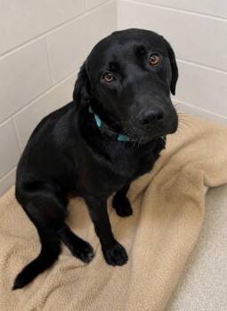 Jack -  Labrador Retriever and Mixed Breed Dog for Adoption in Harbor Springs, Michigan - Jack | PetCurious