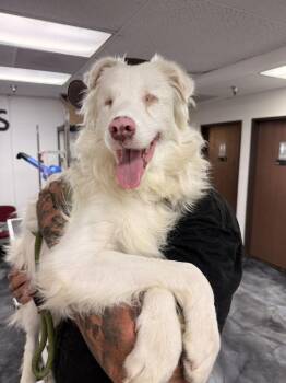 Gravy -  Australian Shepherd Dog for Adoption in Ventura, California - Gravy | PetCurious