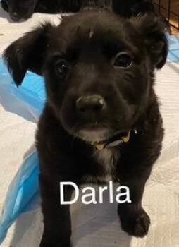 Darla -  Labrador Retriever Dog for Adoption in Newport, Kentucky - Darla | PetCurious