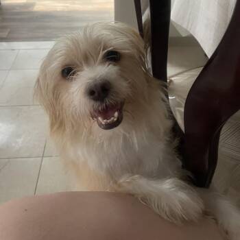 Ralphie -  Lhasa Apso and Terrier Dog for Adoption - Ralphie | PetCurious
