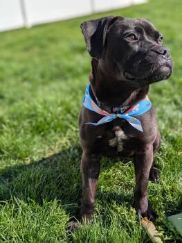 Pit Bull Terrier Dogs Available for Adoption in Livonia, Michigan - Jellybean | PetCurious