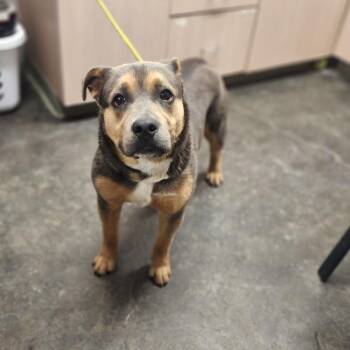 Shepherd and Pit Bull Terrier Dogs Available for Adoption in Evensville, Tennessee - Dodger | PetCurious