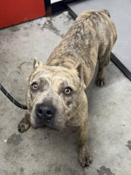 Mixed Breed Dogs Available for Adoption in West Chester, Pennsylvania - Serenity | PetCurious