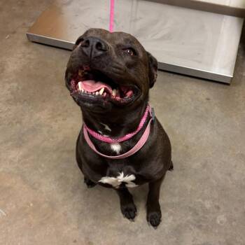 American Staffordshire Terrier Dogs Available for Adoption in Ottawa, Kansas - Luna | PetCurious