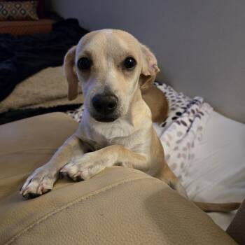 Chihuahua and Dachshund Dogs Available for Adoption - NAMOO | PetCurious