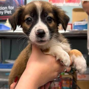 Hope Doo -  Mixed Breed Dog for Adoption in Edwardsville, Illinois - Hope Doo | PetCurious