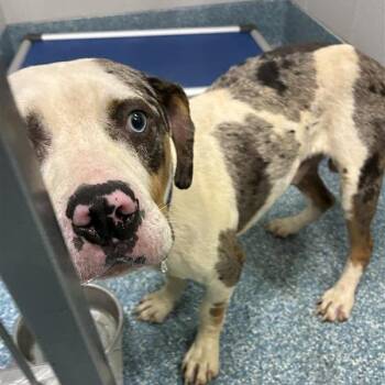 Jake -  Pit Bull Terrier Dog for Adoption in Greensboro, North Carolina - Jake | PetCurious