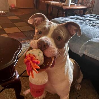 Ewok AKA SAM -  Mixed Breed Dog for Adoption in Warren, Ohio - Ewok AKA SAM | PetCurious